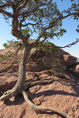 Lost Mine Trail