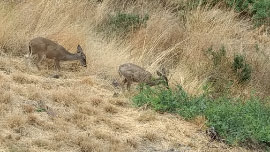 Big Bend Wildlife