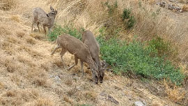 Big Bend Wildlife