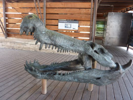 Fossil Bone Exhibit