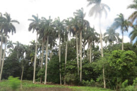 On the way to Remedios