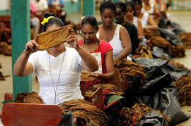 Tabacuba Tobacco Factory
