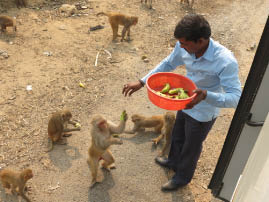 Monkeys by the road