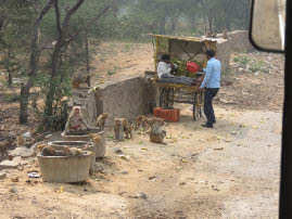 Monkeys by the road