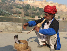 Snake Charmer