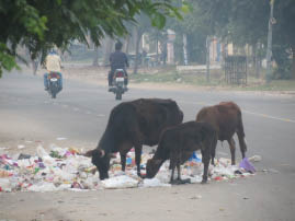 On the road to Ranthambore