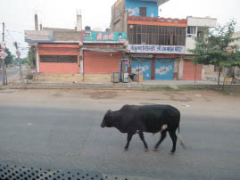 On the road to Ranthambore