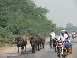 On the road to Ranthambore