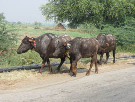 On the road to Ranthambore
