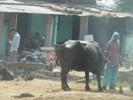 On the road to Ranthambore