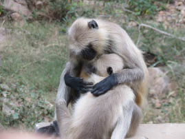 Langur monkeys