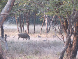 Ranthambore National Park