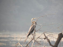 Ranthambore National Park