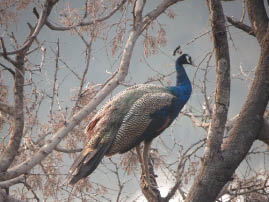 Ranthambore National Park