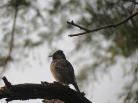 Ranthambore National Park