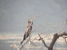 Ranthambore National Park