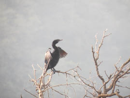 Ranthambore National Park