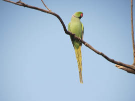Ranthambore National Park