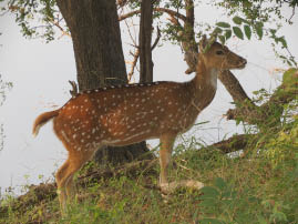 Ranthambore National Park