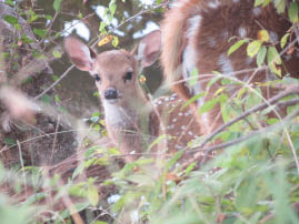 Ranthambore National Park