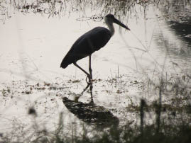 Ranthambore National Park