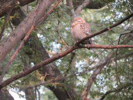 Ranthambore National Park