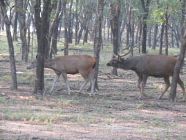 Ranthambore National Park