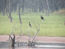Ranthambore National Park