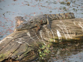 Ranthambore National Park