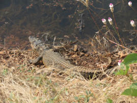 Ranthambore National Park