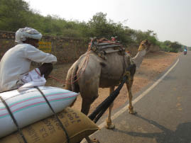 Ranthambore National Park