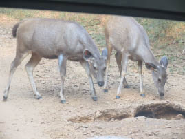 Ranthambore National Park