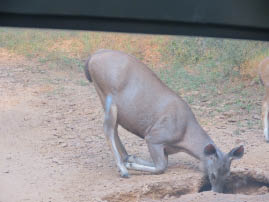 Ranthambore National Park