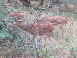 Ranthambore National Park