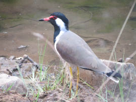 Ranthambore National Park