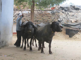 Ranthambore Village