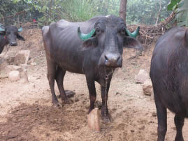Farm House Near Ranthambore