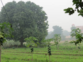Farm House Near Ranthambore