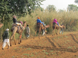 Camel Ride