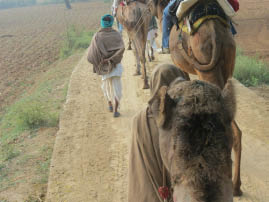 Camel Ride