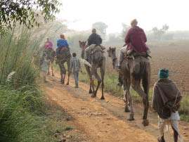 Camel Ride