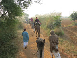 Camel Ride