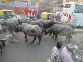 Agra Traffic