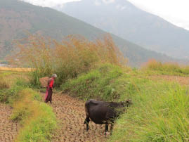 Hike to Chimi Lhakhang