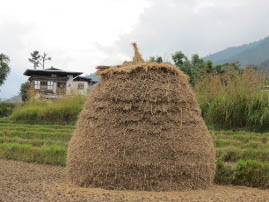 Hike to Chimi Lhakhang
