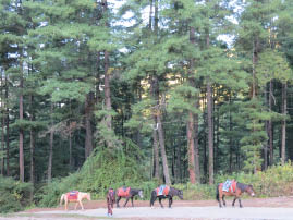 No stinking horses for us