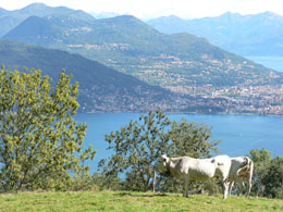 Cows along the trail