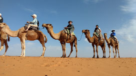 Camel ride