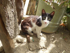 Home Visit in Houmer Village