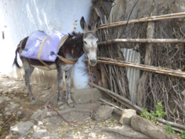 Home Visit in Houmer Village